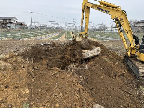 伐採抜根工事